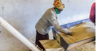 Zambian Breweries partners WFP and Musika to support Sorghum farmers